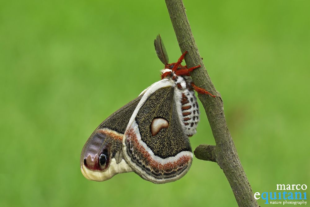 Hyalophora cecropia