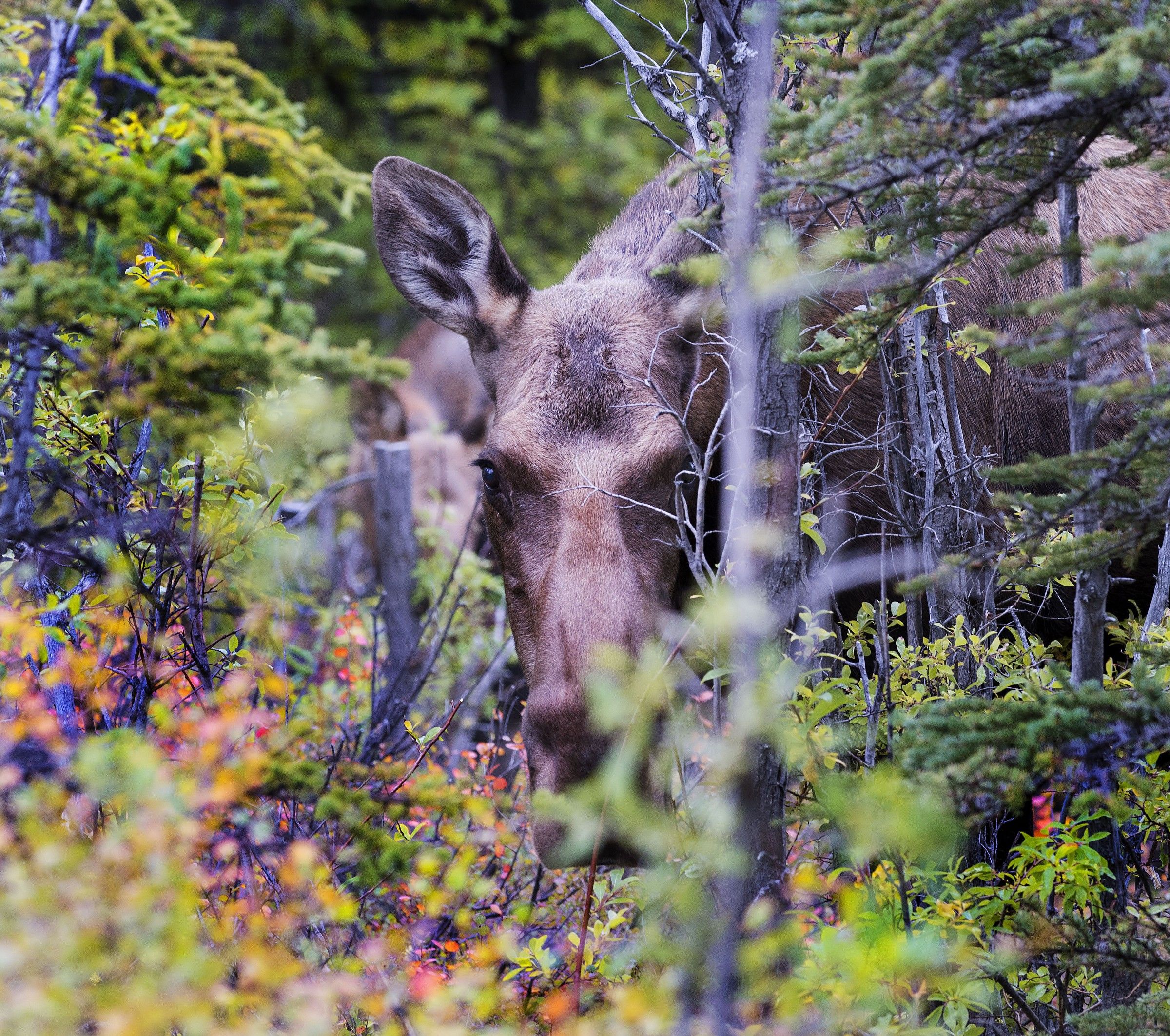 Mama moose Alaska
