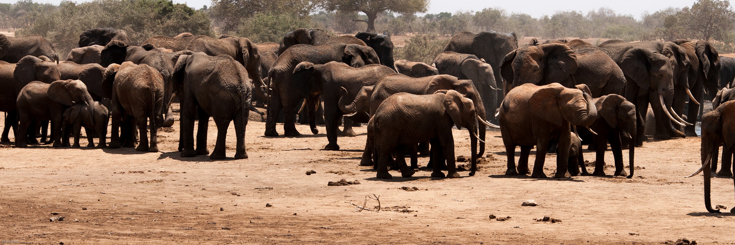 400 elephants all together.
