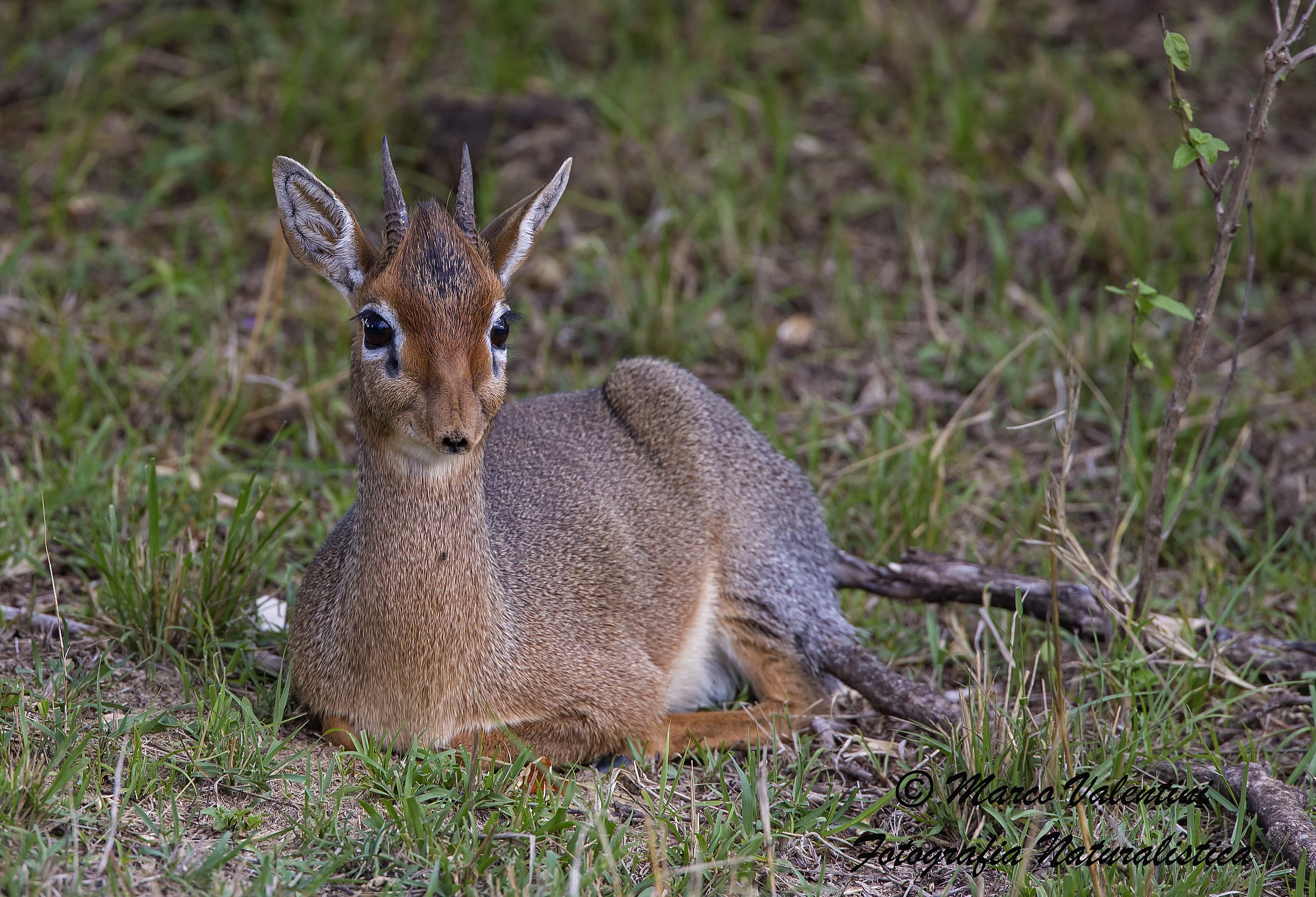 Gli occhi grandi del dik-dik