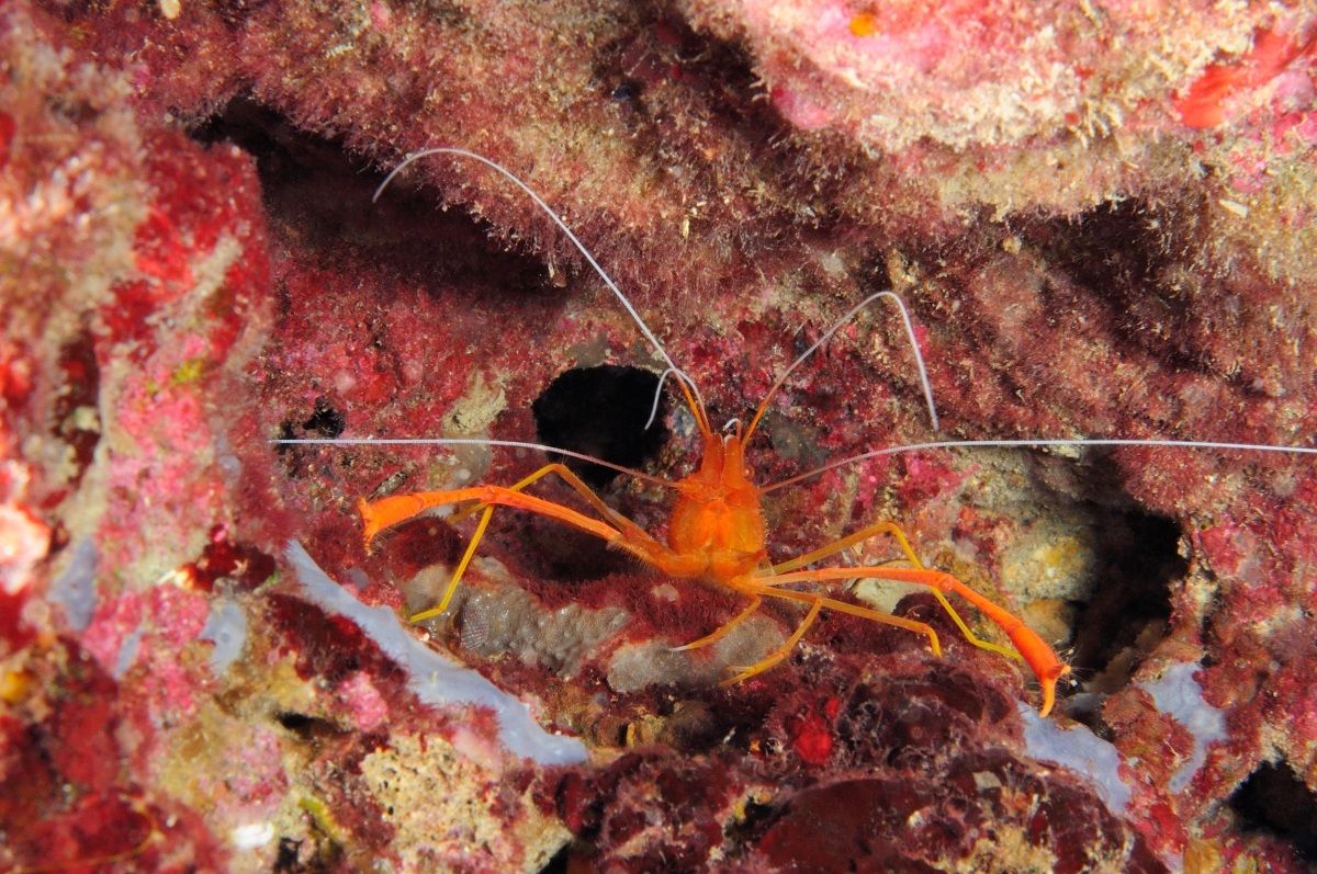 coral shrimp