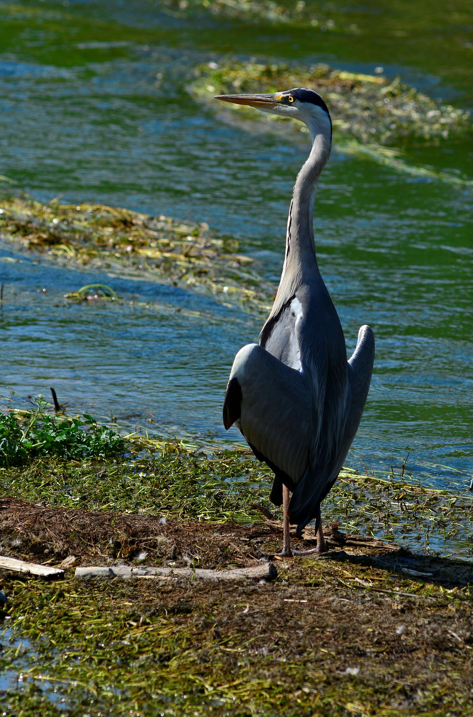 Tintarella mattutina