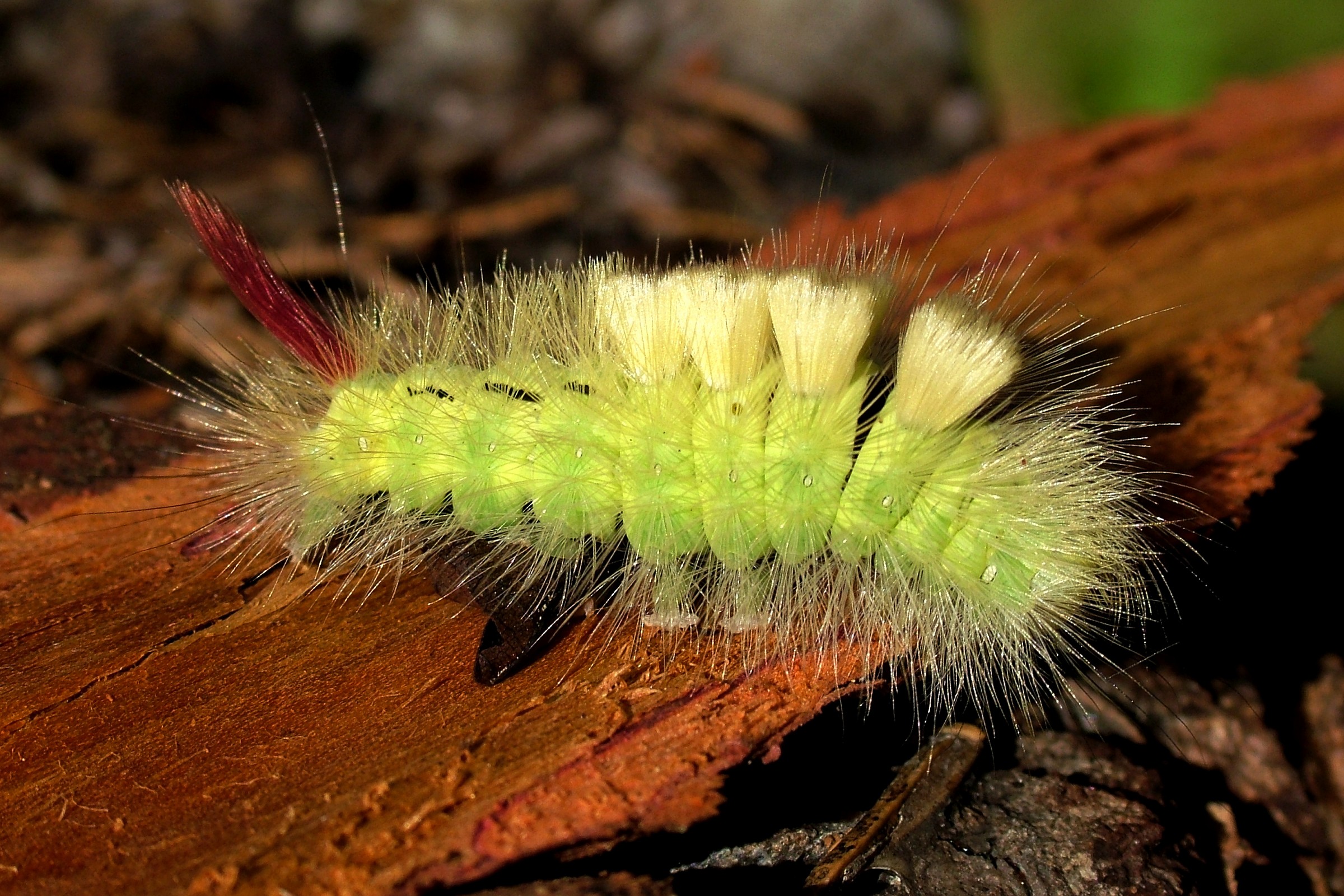 Calliteara pudibunda