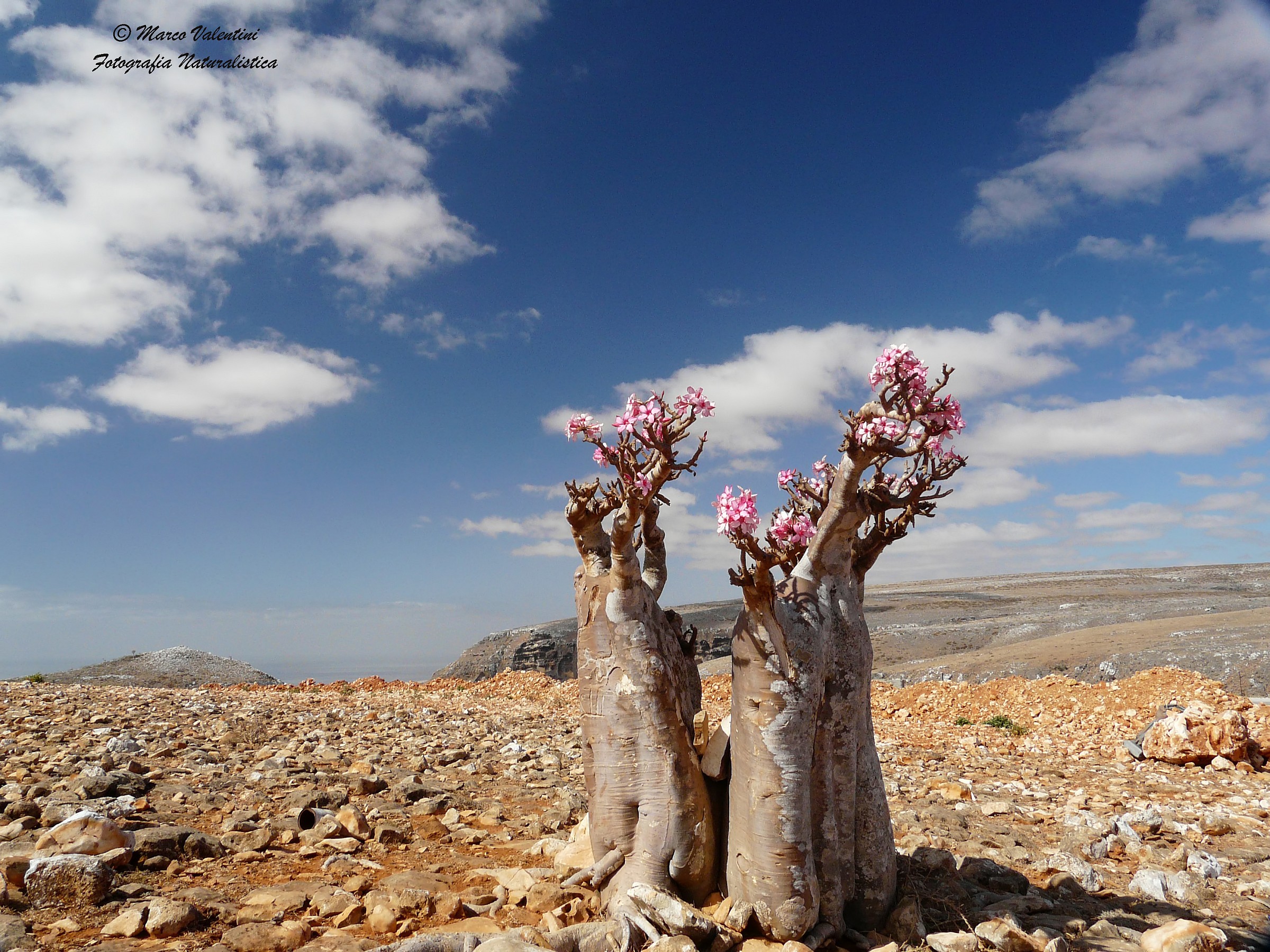 Adenium