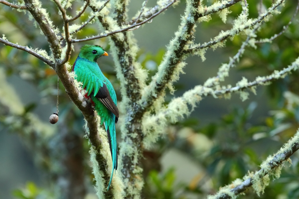 Quetzal splendente