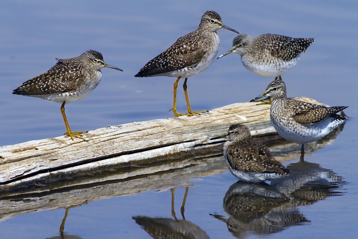 Piro piro boschereccio