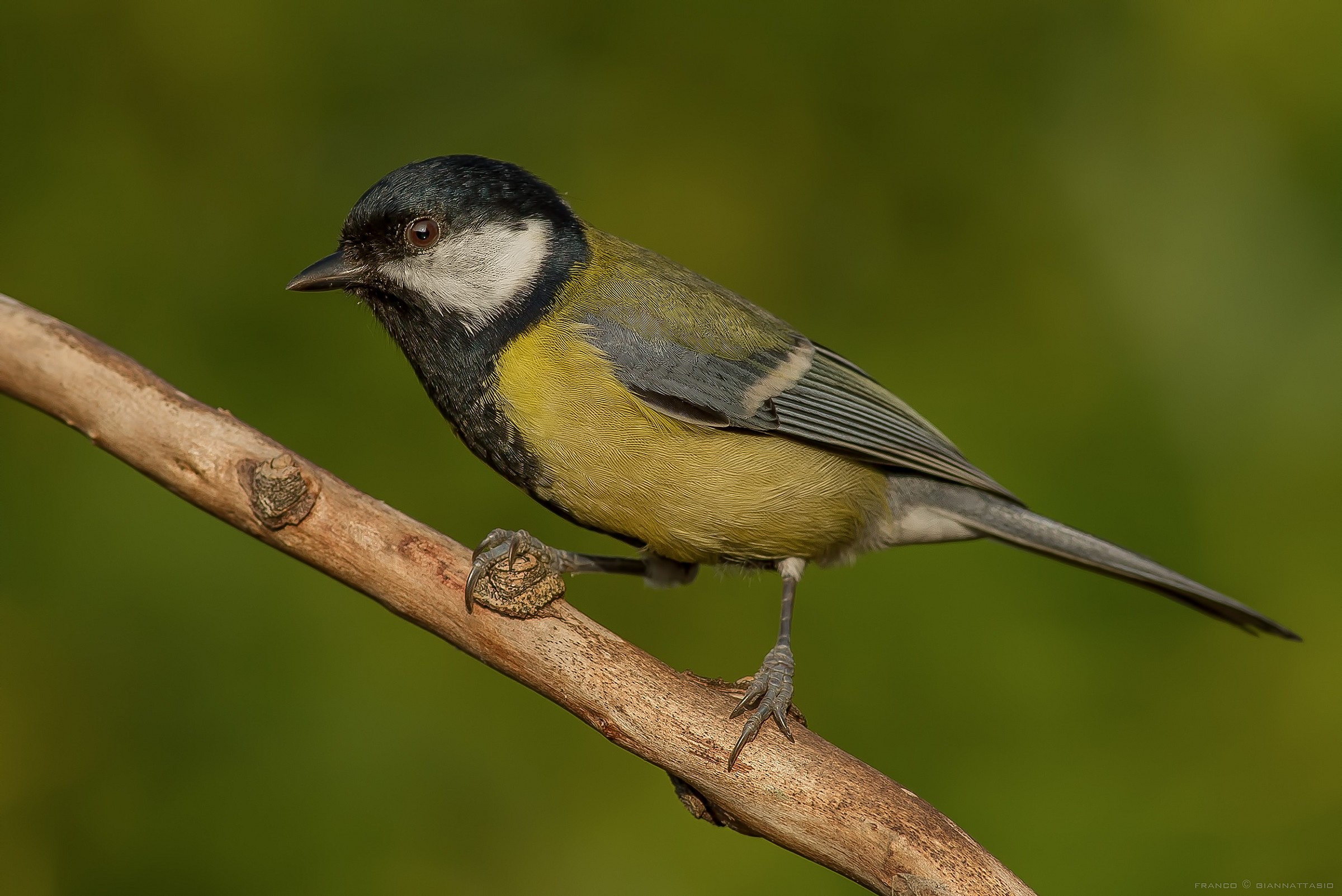 The first Cinciallegra of this' fall.