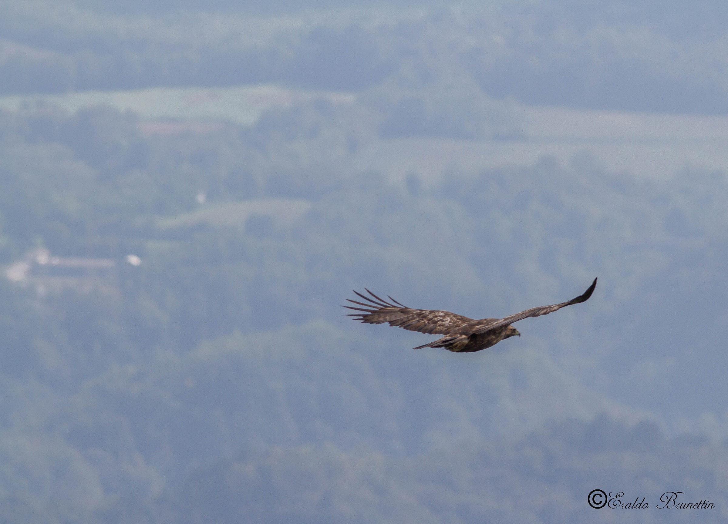 Golden Eagle (Aquila crysaetos)