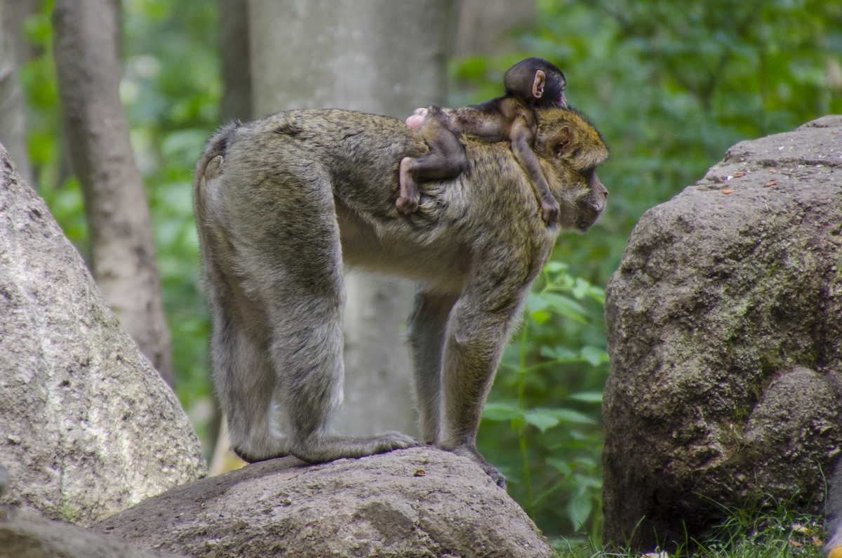 Montagna delle scimmie