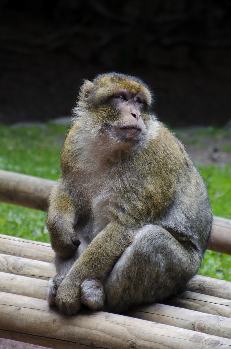 Montagna delle scimmie