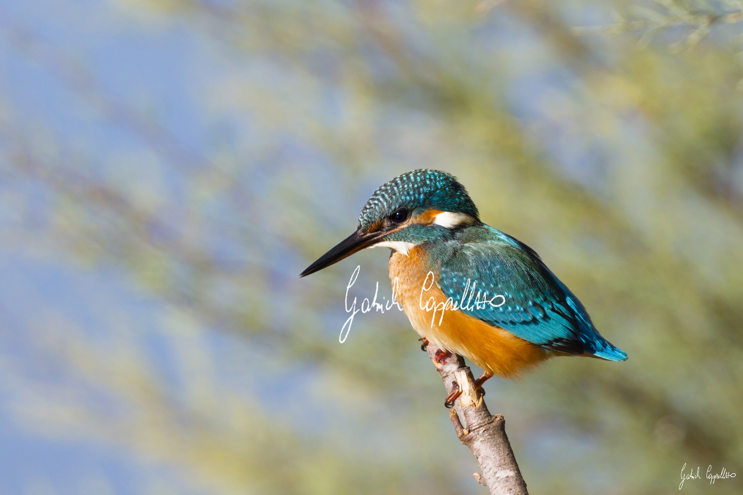 Martin pescatore (Alcedo atthis)