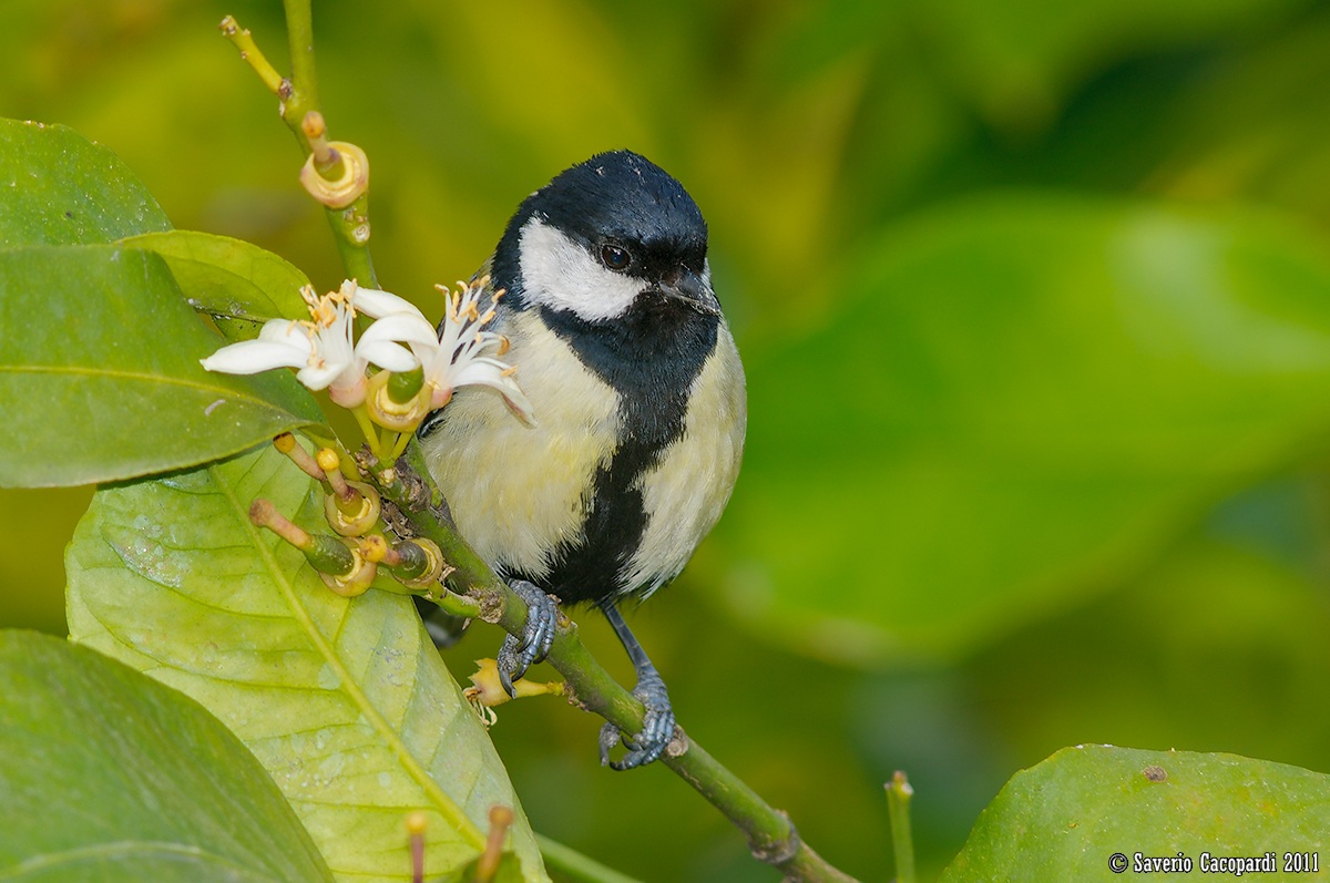 Allegra fra gli aranci