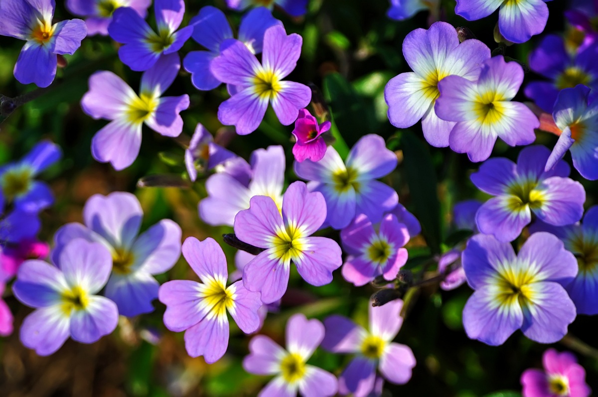 La terra ride nei fiori