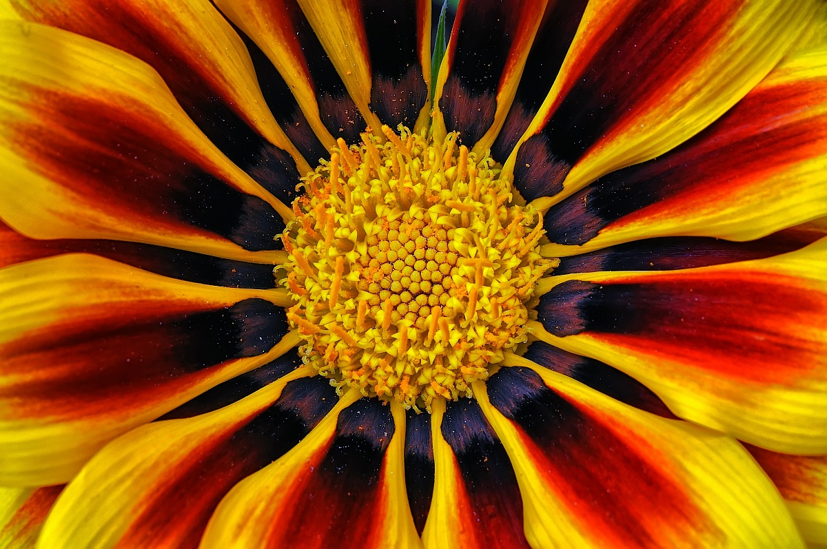 Quando i fiori sbocciano, così fa la speranza