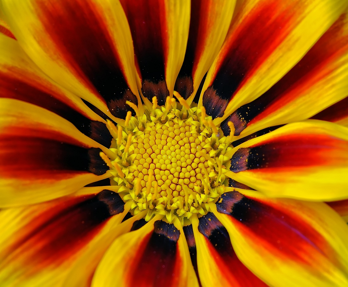 Annusa con gli occhi