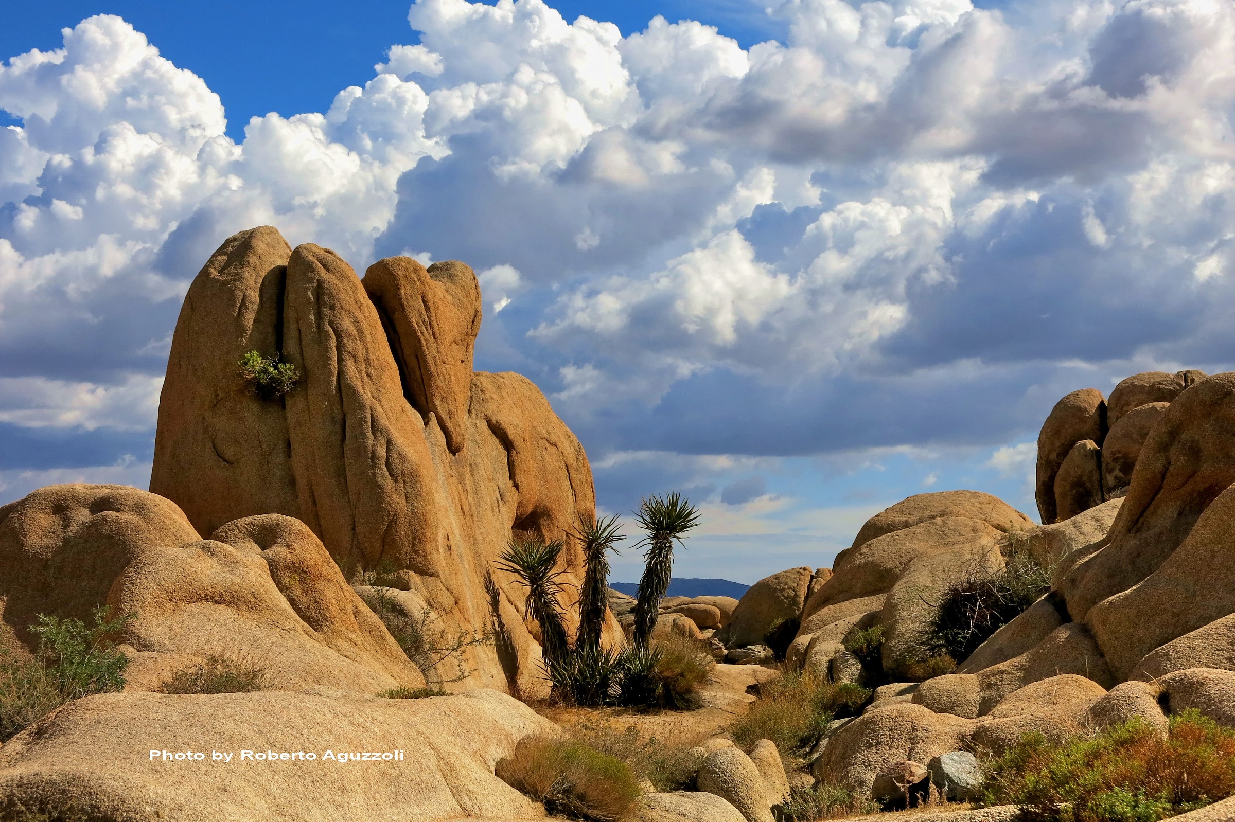 The Joshua Tree