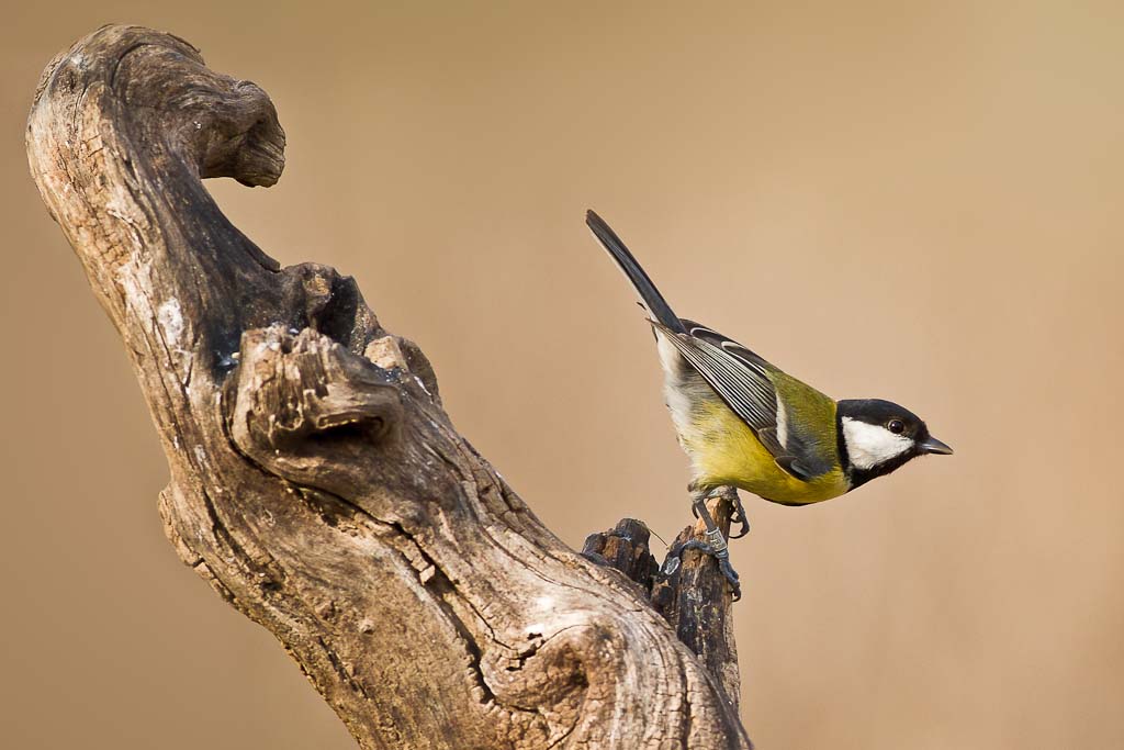 Great Tit