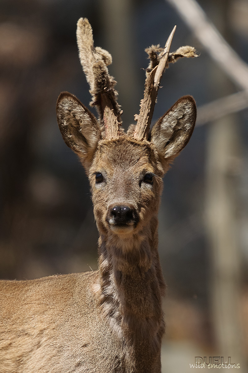 deer velvet ...