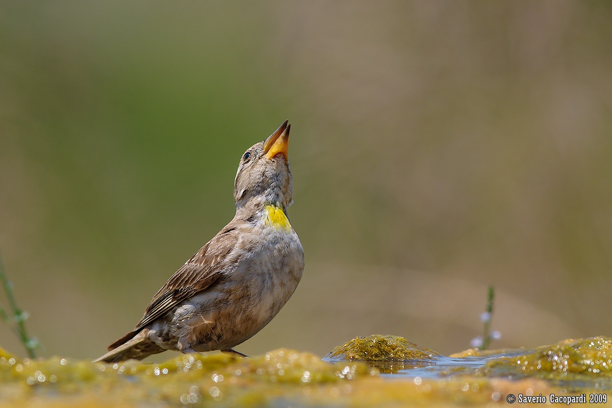 Passera lagia all'abbeverata