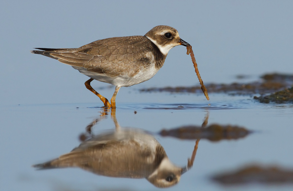 Ringed Plover