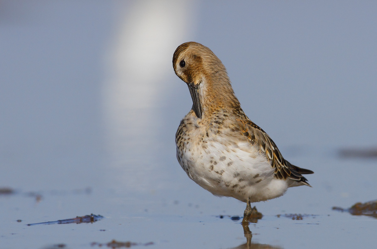 Dunlin