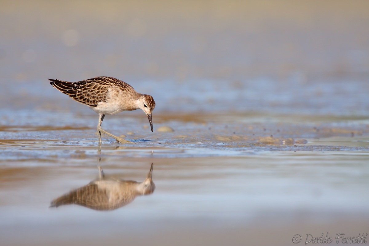 Between water and mud