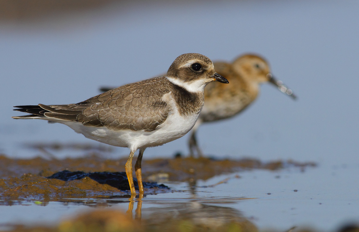 Ringed Plover