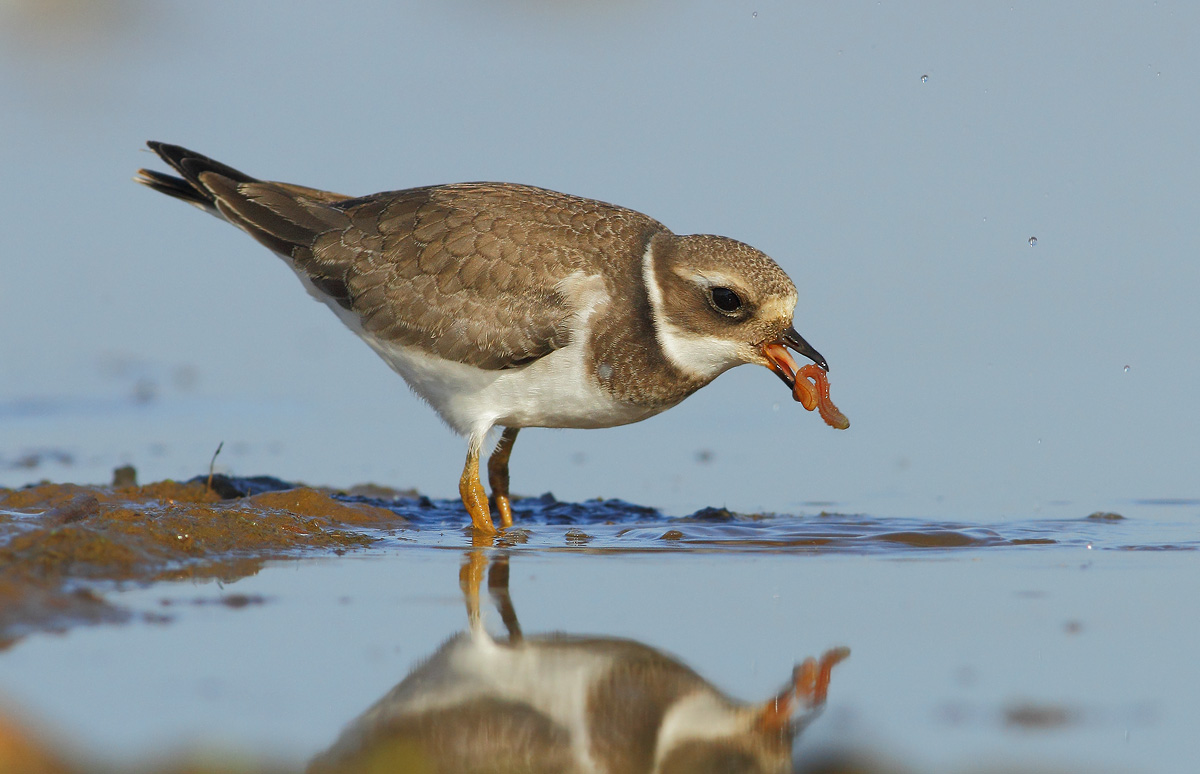 Ringed Plover
