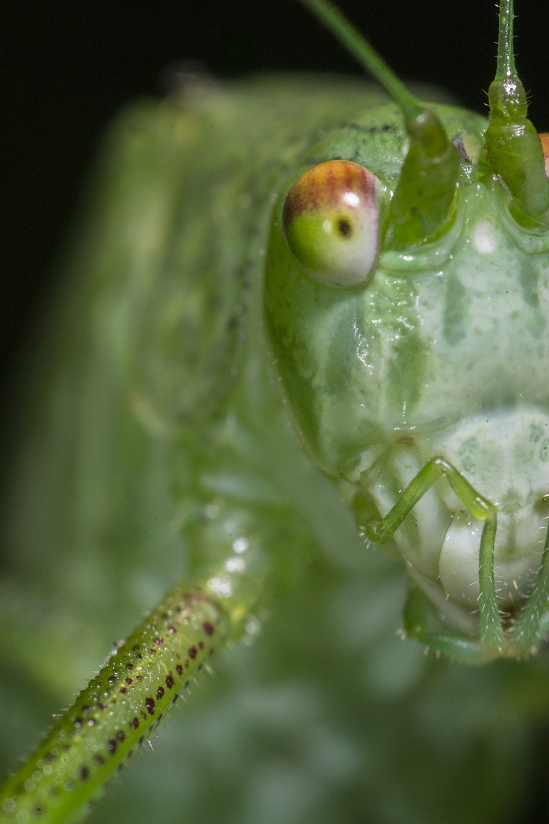 Old wise grasshopper