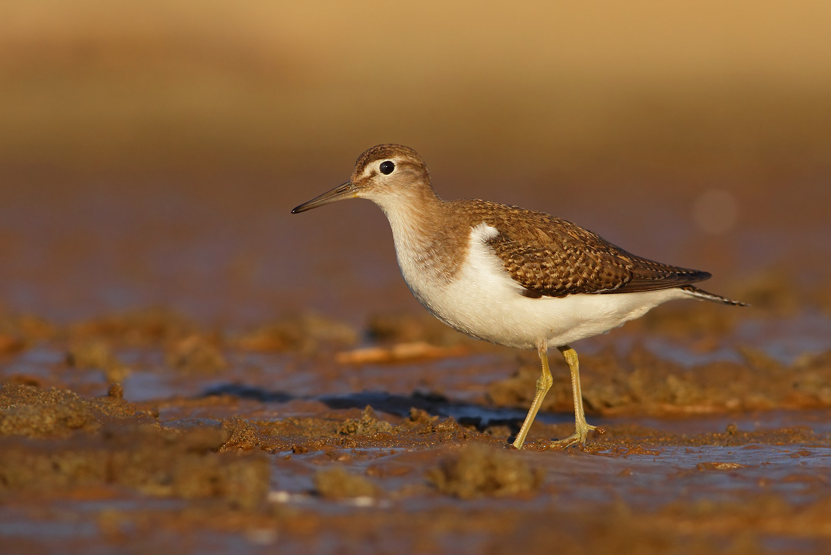 Common Sandpiper