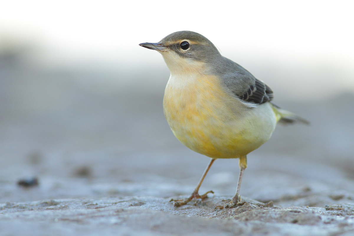 yellow wagtail
