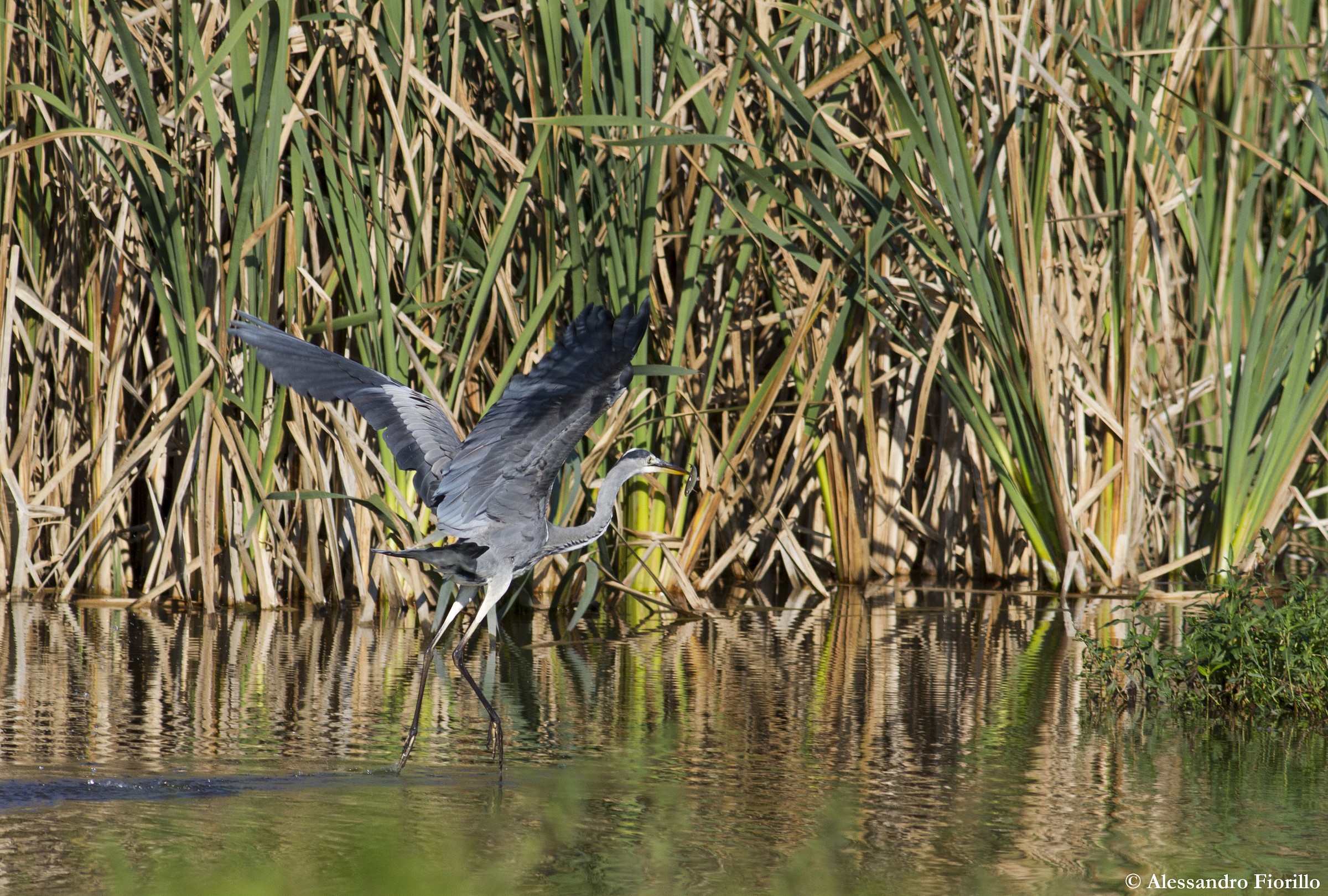 Grey Heron