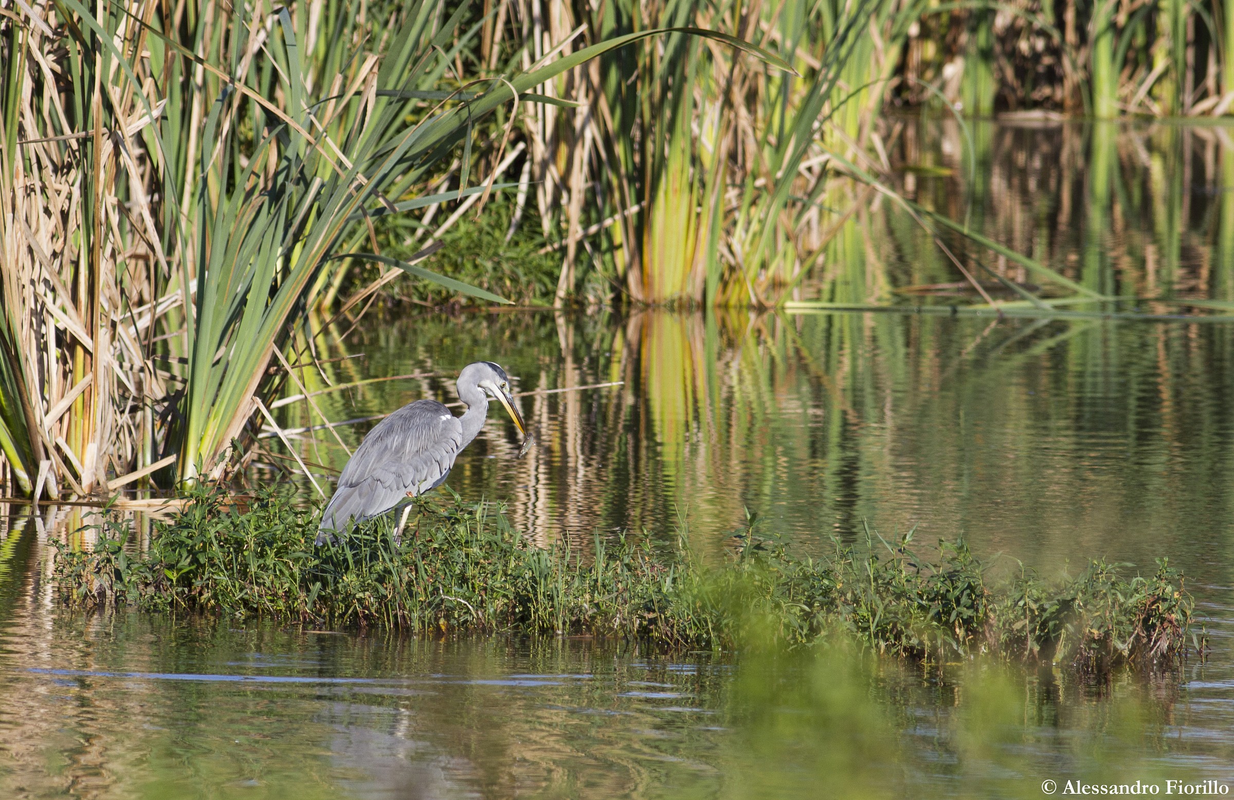 Grey Heron