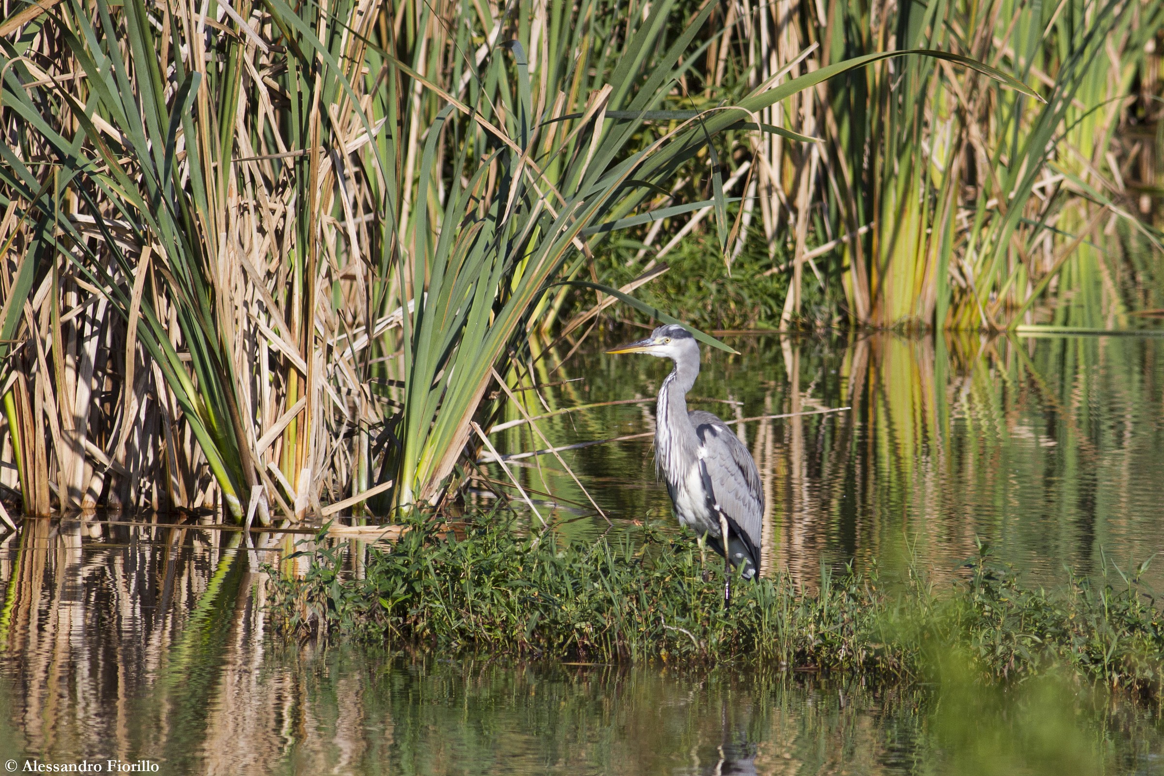 Grey Heron