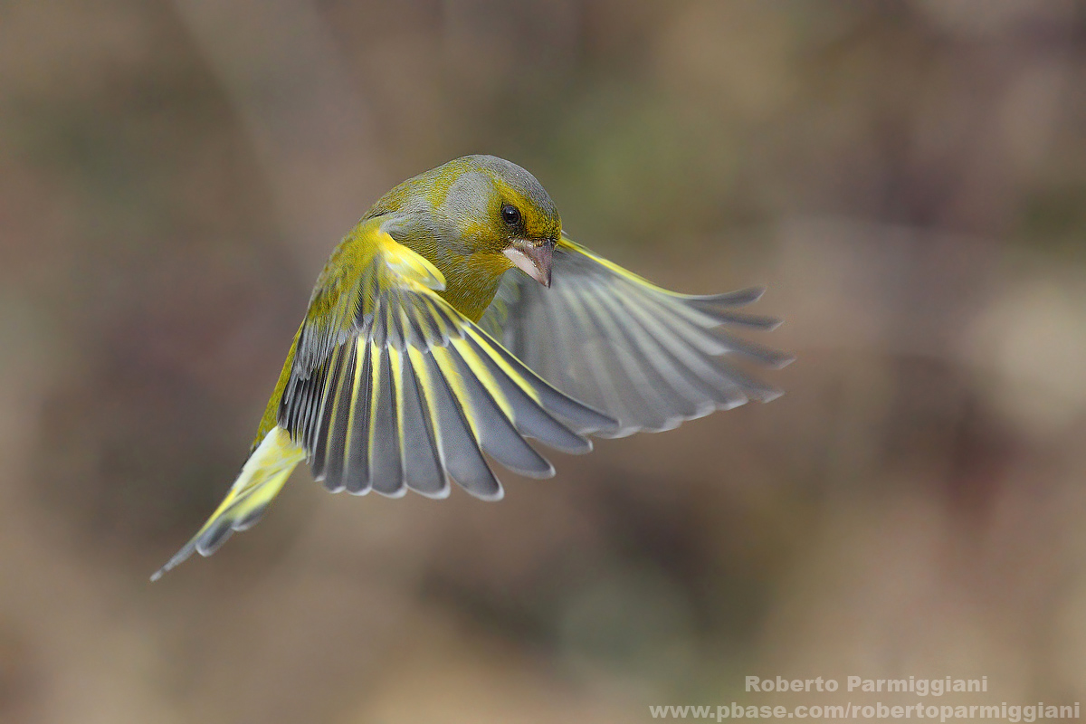 the applause of the greenfinch
