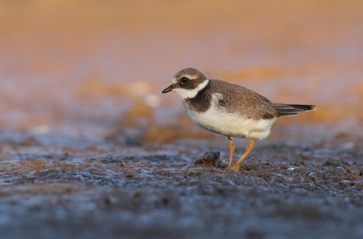 Ringed Plover