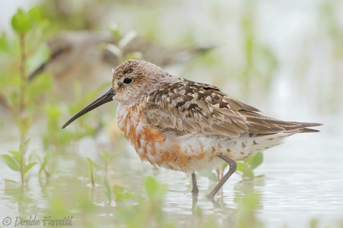 Knot dress in transition