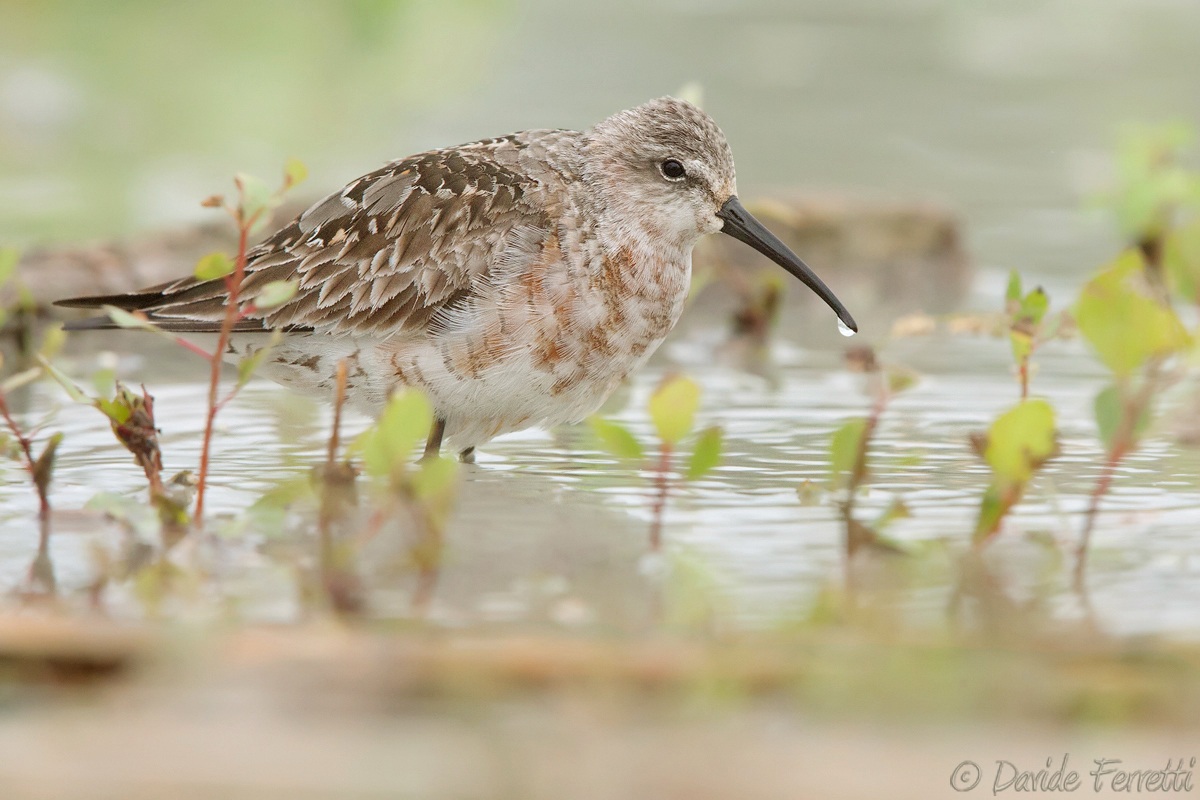 The sandpiper and drop