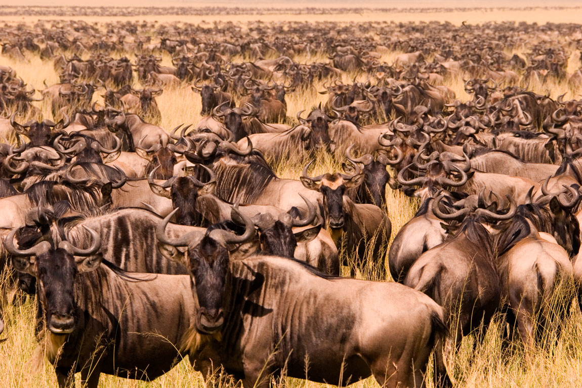 Great Migration-Serengeti