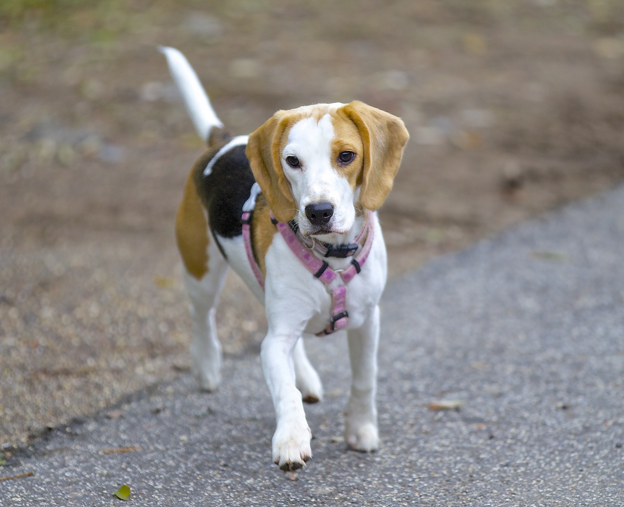 Sophie, il mio Beagle