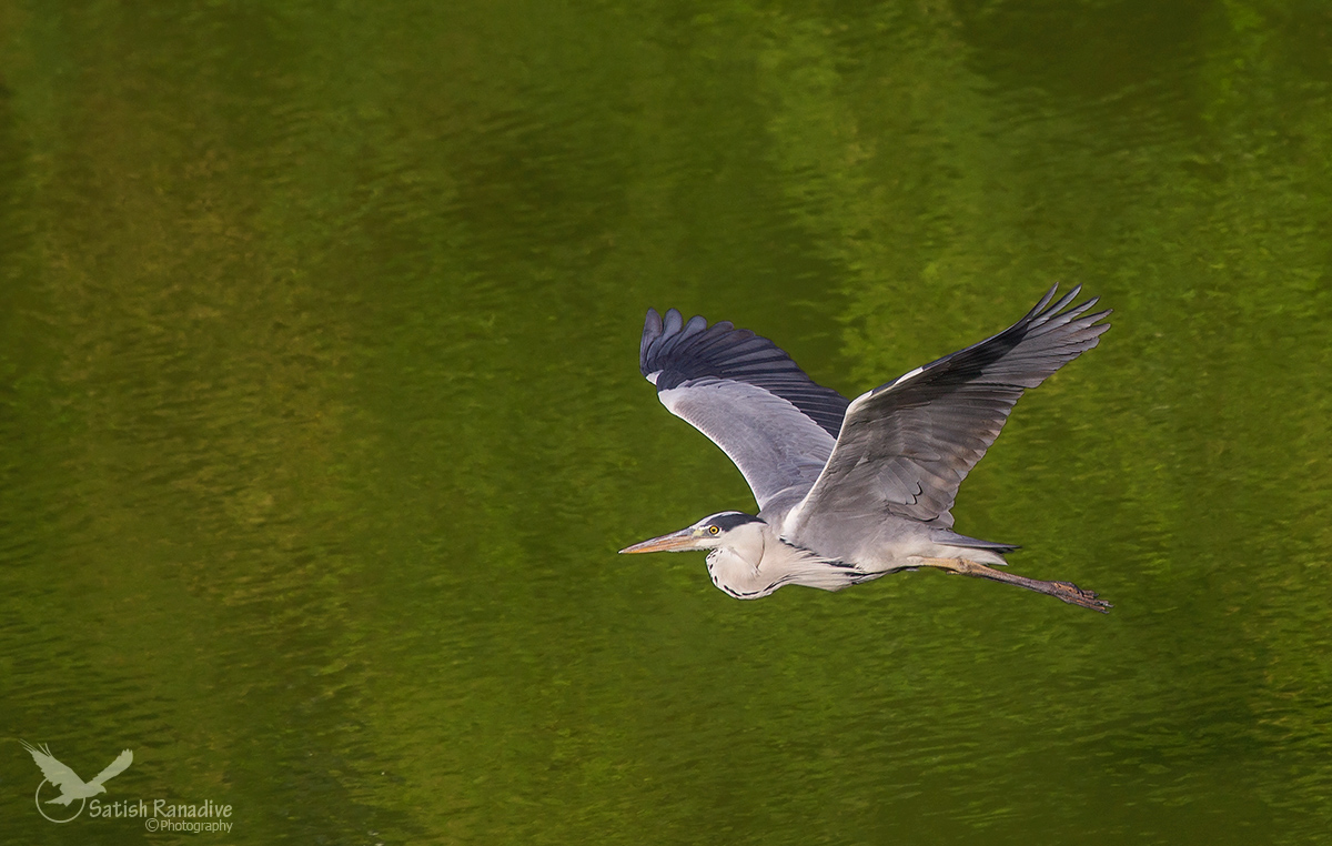 Grey Heron.