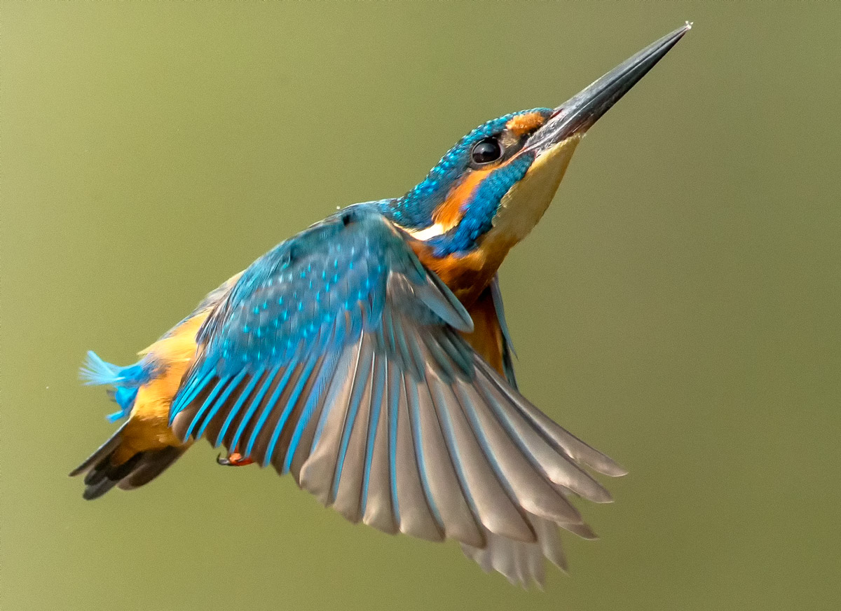 Martin Pescatore al volo