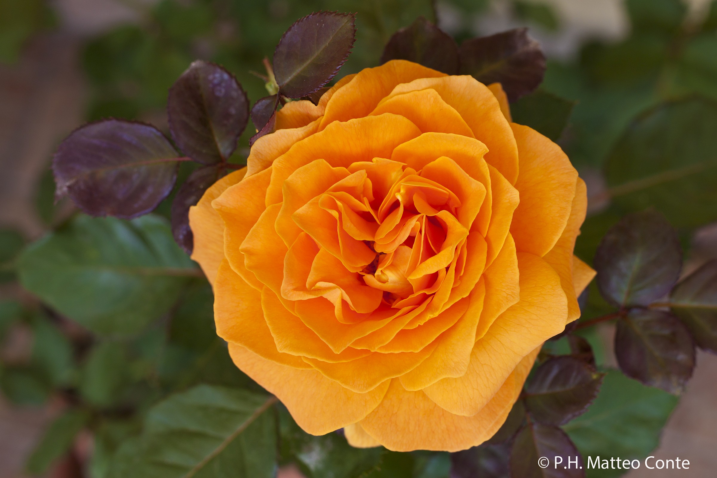 Rosa Arancione 3