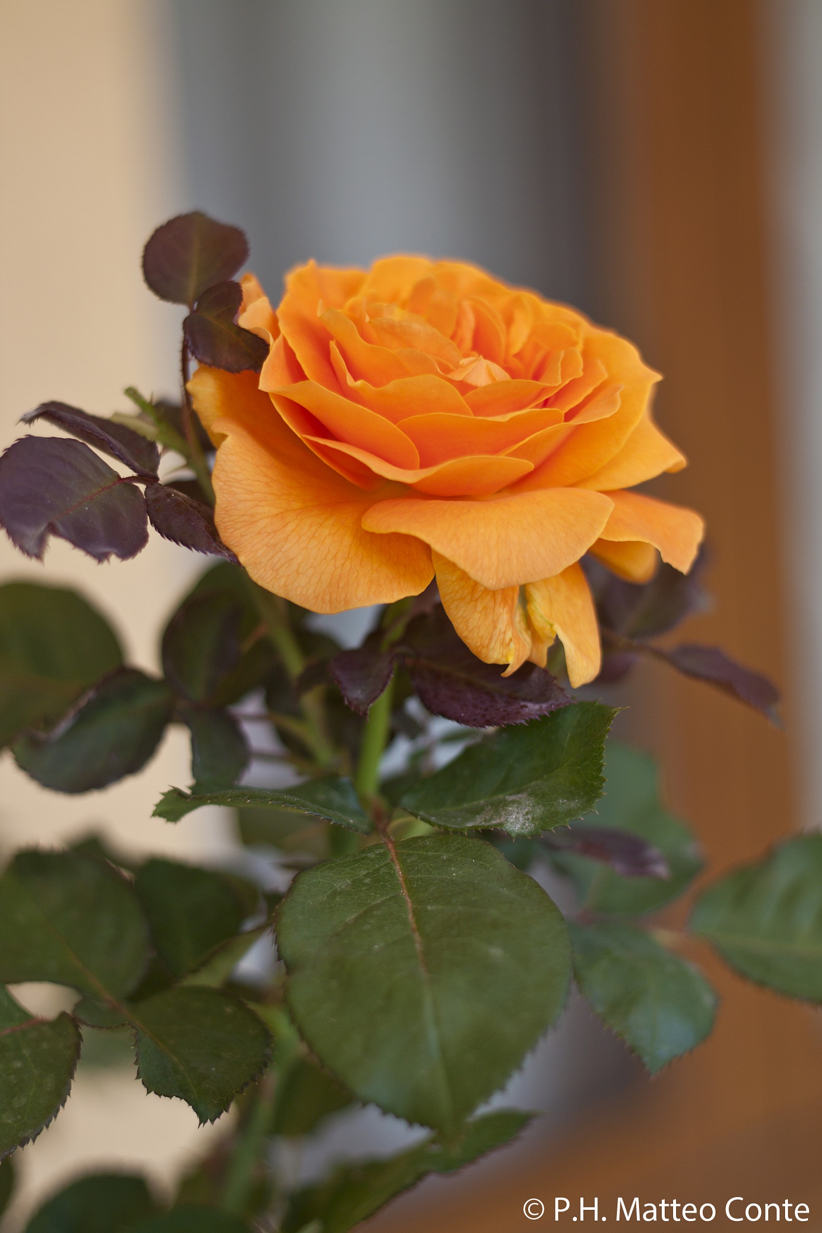 Rosa Arancione 4