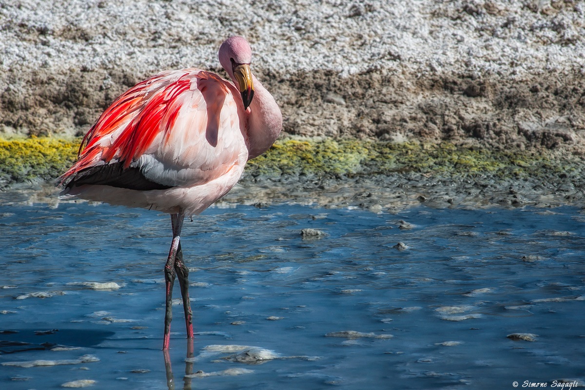 A flamingo gives me a picture