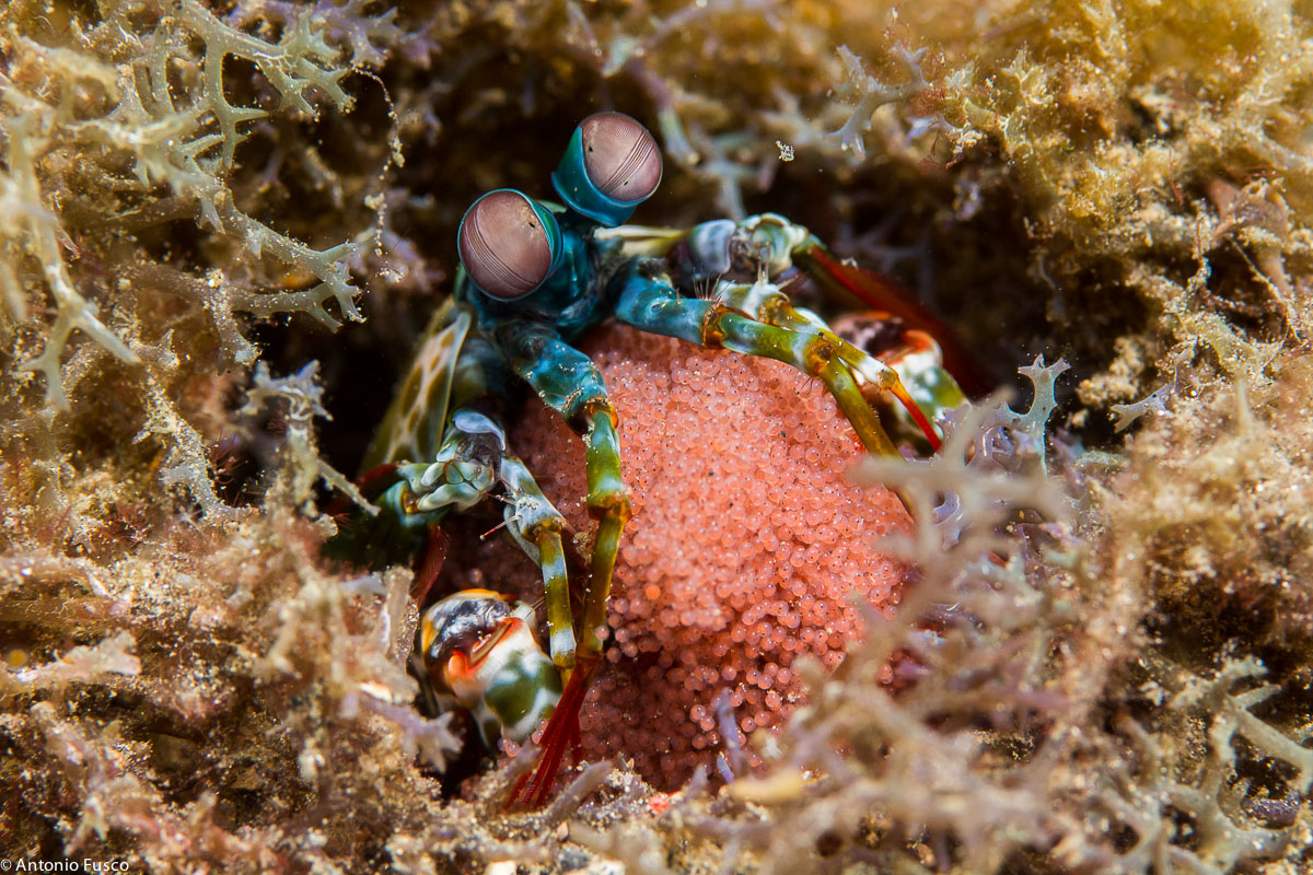Mantis Shrimp with eggs