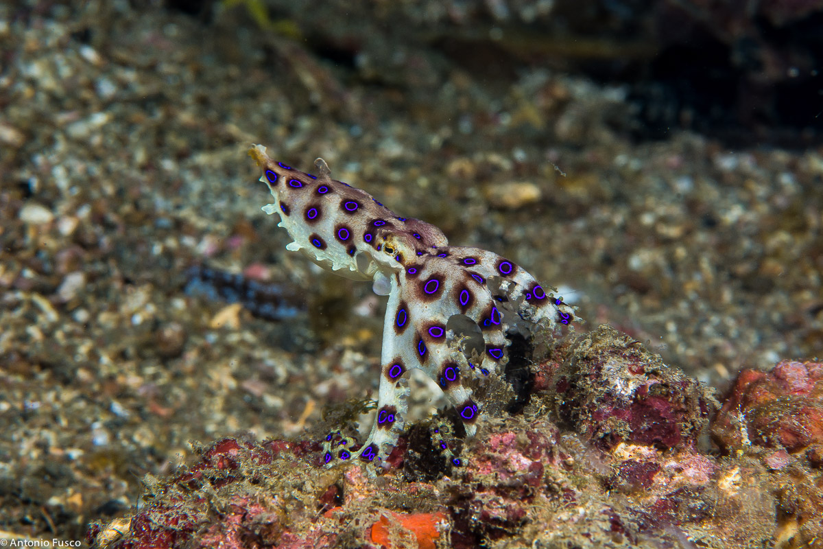 Blue Ring Octopus