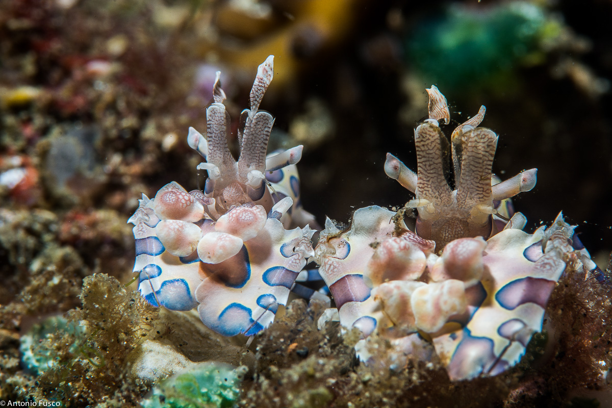 Harlequin Shrimp