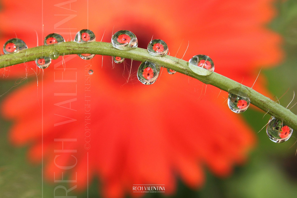Gerbere rosse nelle gocce