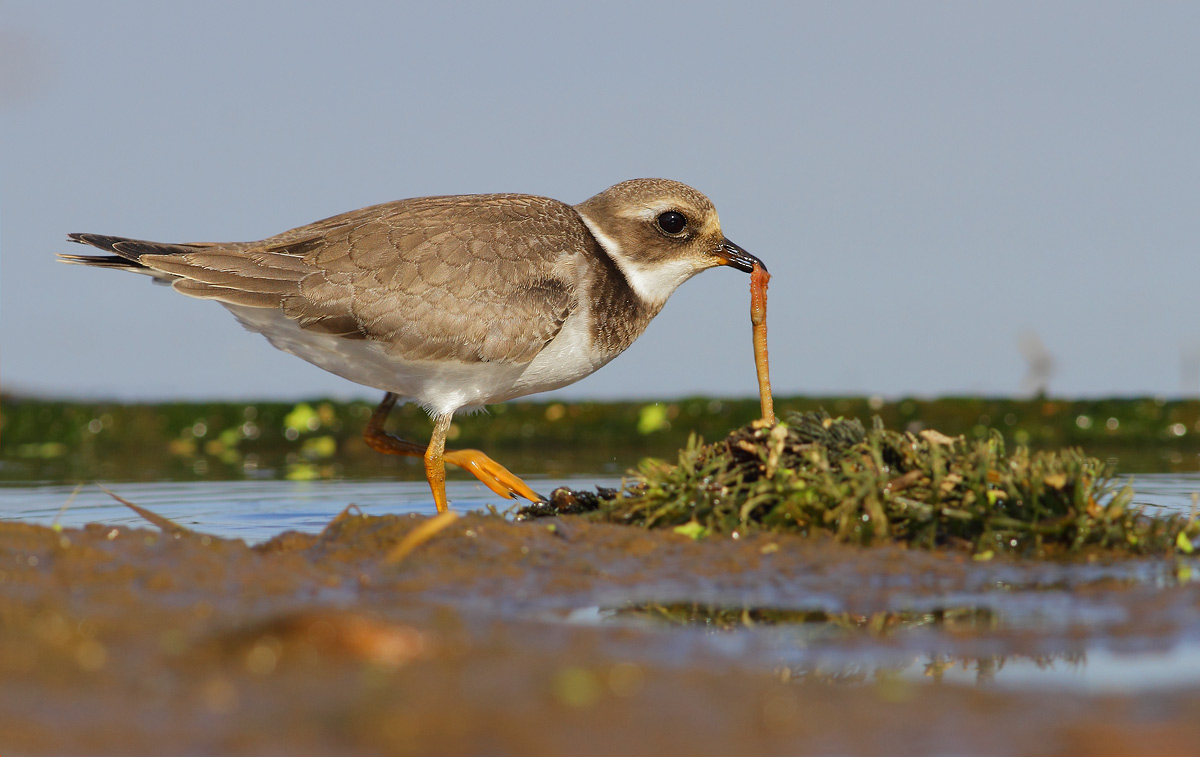 Ringed Plover